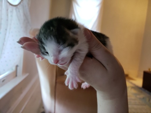 agestofrobynhode: graveglamour: Six weeks ago, we rescued a little kitten from a locked cemetery she