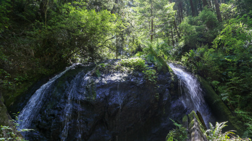 steepravine:  Waterfall In The Redwood Forest(Mendocino, California - 6/2016)