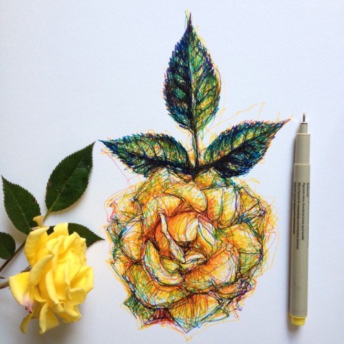 noelbadgespugh: rose &amp; camellia scribbles