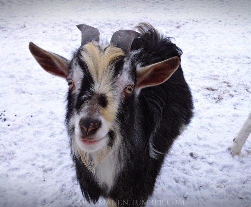 Happy goat.