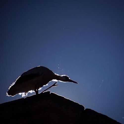 Eclipsed by a stork, Cáceres #stork #caceres (at Cáceres, Spain)