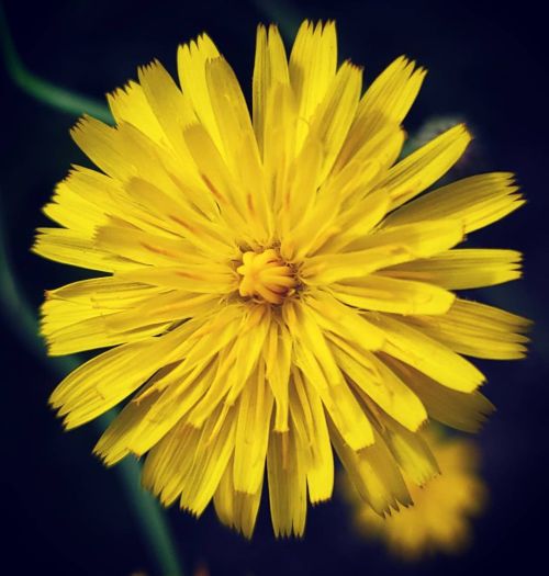 “Sunshine on a cloudy day…” #dandelion #flowersinurbia #flowers #floral #flora #w