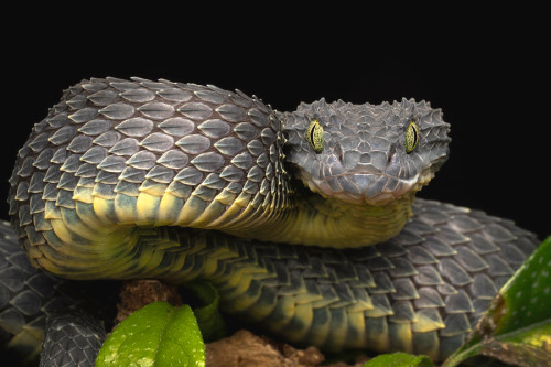 Are Those Pictures Of Bush Vipers Real????? They're The Most Adorable Thing I've Ever Seen