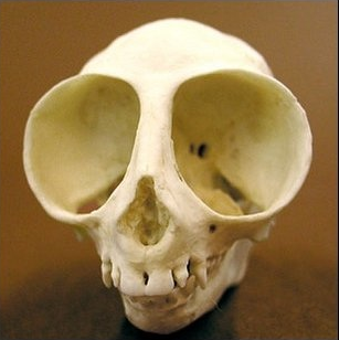 pissvortex:  sixpenceee:  The following is the skull of the owl monkey.   actually this is the skull of an anime girl