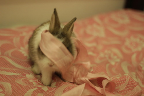 cadenceofchange: fuzzyfurballs: Baby Nala plying with a ribbon bunnybunnybunnybunny