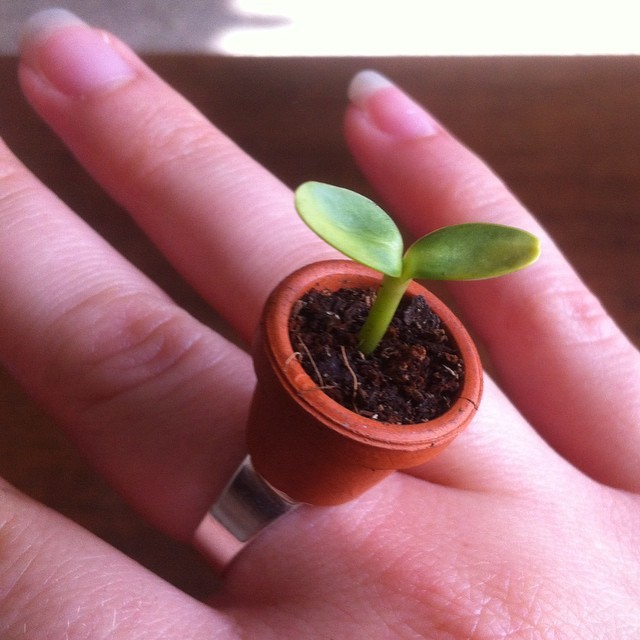a-mini-a-day:  a-mini-a-day:  This ring is, without a doubt, my greatest achievement.