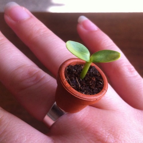 a-mini-a-day:  a-mini-a-day:  This ring is, without a doubt, my greatest achievement.  Answers to frequently asked questions:-The soil stays in there no prob because it’s coco peat/potting soil.-It’s a real plant. It’s a sunflower sprout. It was