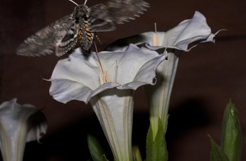 wapiti3:Hummingbird Moth feeding from DaturasBernhard Michaelis photos