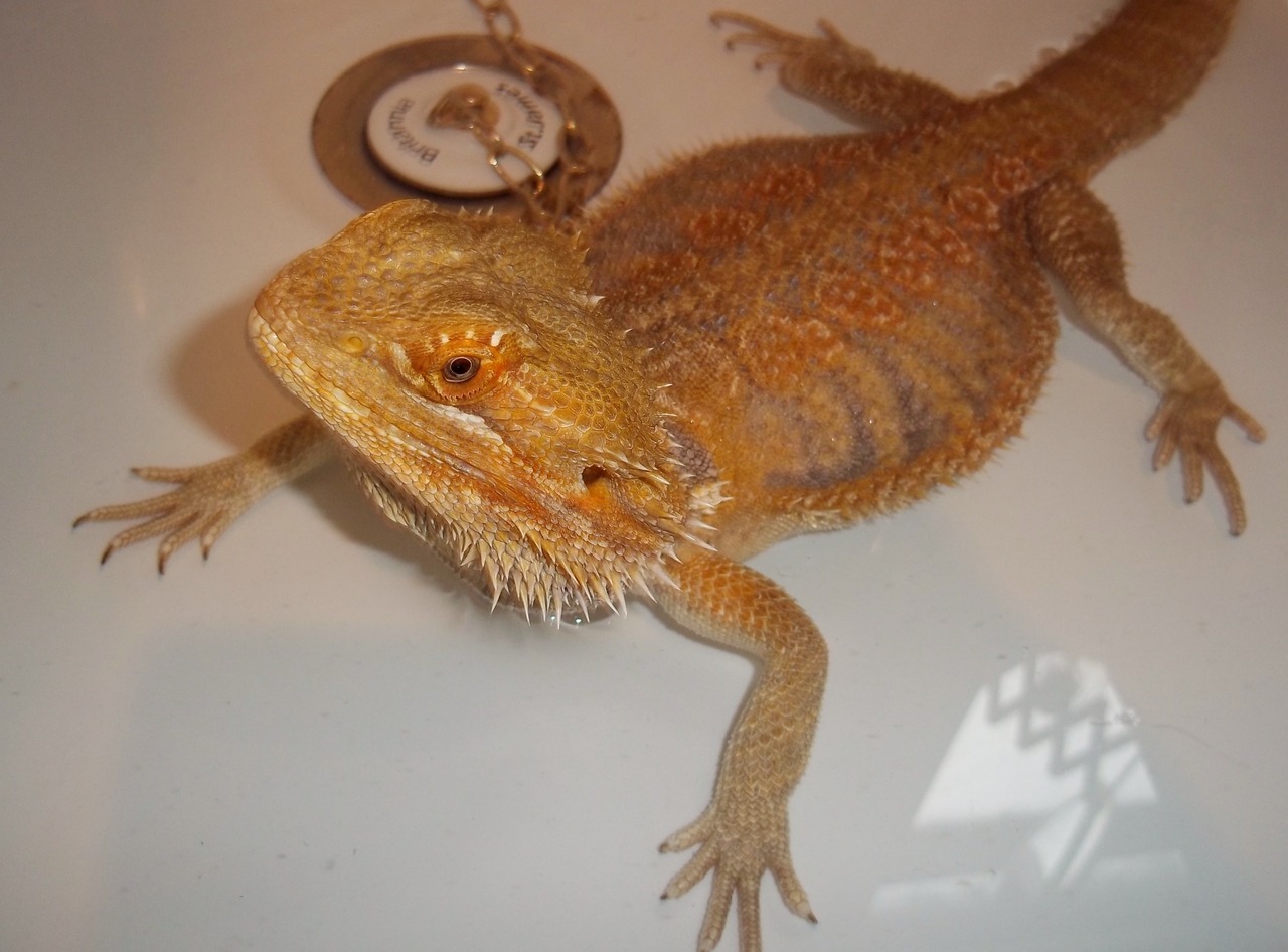 21st Jun 2017.UK weather.Fenster the bearded dragon enjoys basking