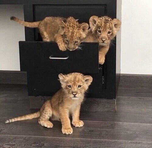 babyanimalgifs:  LION CUBS