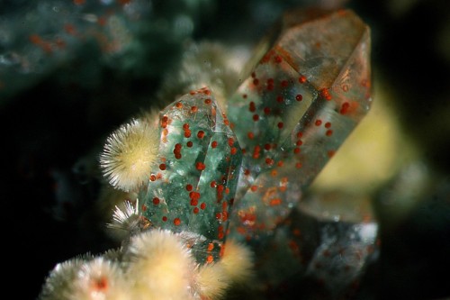 themineralogist: White sprays of Saponite are perched on green Quartz crystals. The green color of t