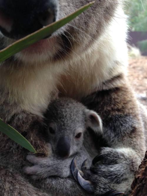 Koala Joey Blooms at Taronga Zoo Taronga Western Plains Zoo in New South Wales, Australia, has a lov