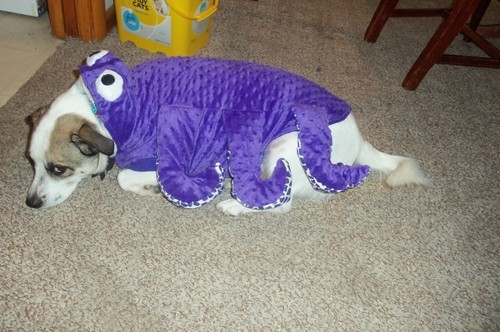   Molly the beautiful Peacock &lt;3   Isn&rsquo;t she pwetty?   And Mack
