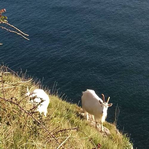 Spectators. #morningrun #wales #snowdonia #wild #running #getoutside #nature #onelifeliveit