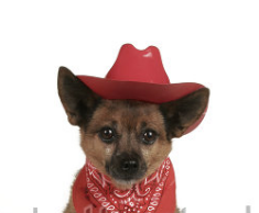 doggosource:cowboyes porn pictures