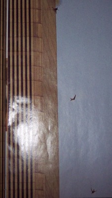 a-rat-in-your-intestines:  9/11 victims.