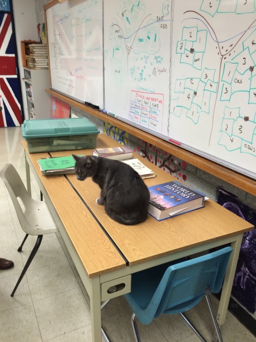 equestrianrepublican:hcwell:the highlight of my day was my teacher bringing his cat to school, and everytime he asked the class a question his cat would meow and he would accept it as an answer  Love it 10/10.