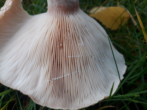 Waltham Forest, London, UK, September 2020Wooly milkcap (Lactarius torminosus)The pale pink concentr