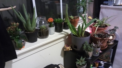 And so the bedroom plant shelf grows!  Plant tip: Rotate your plants every few days so it doesn&