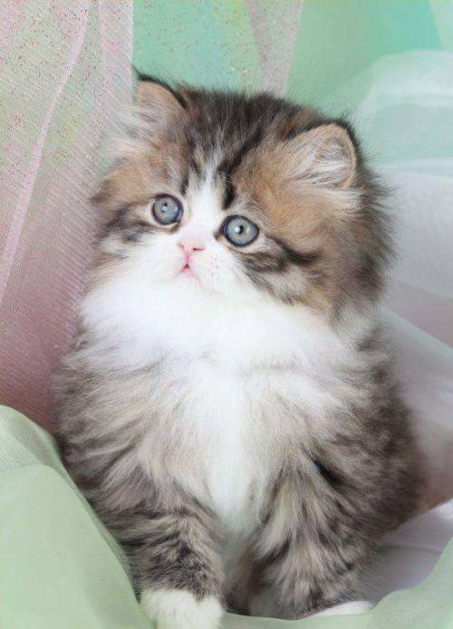 cuteandadorable:Precious fur baby!❤