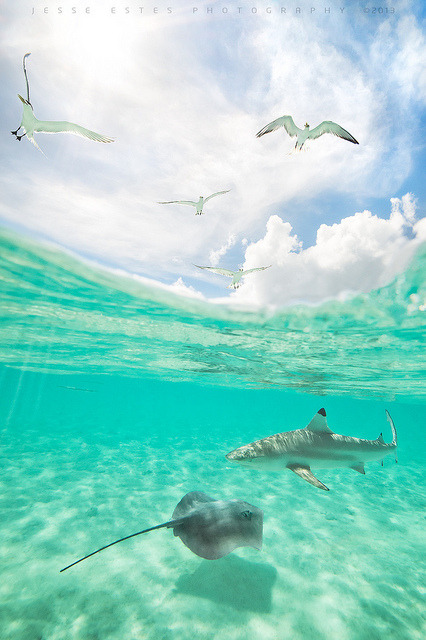 idealizable:  Bora Bora - French Polynesia by Jesse Estes on Flickr.Via Flickr: More