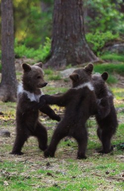 unwrittennature:   Finnish dancing bears