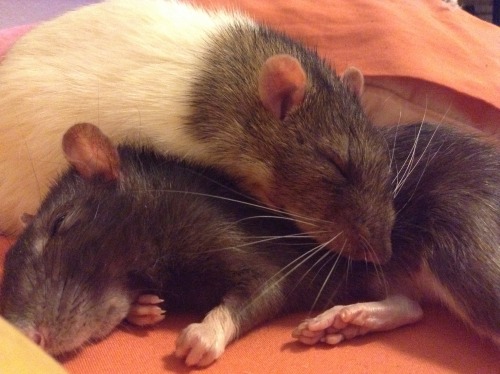 stinkyratties: stinkyratties: ❤️ Throwback to my precious sick old men, comforting each other in the