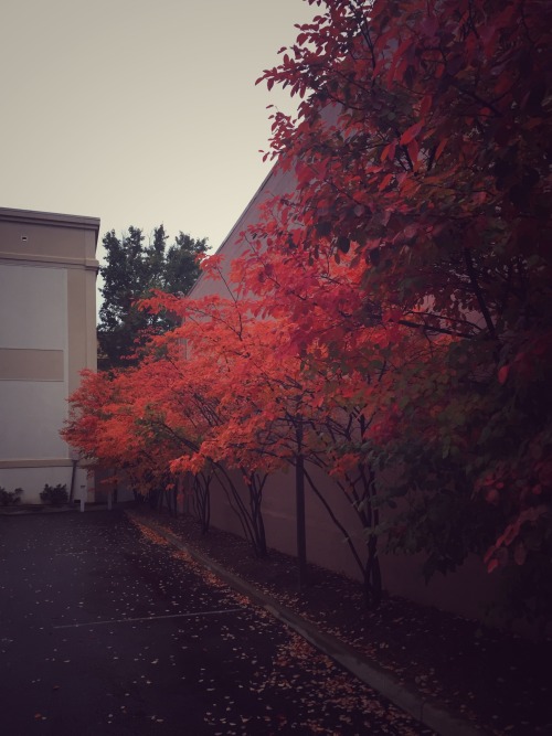 Fall in ArlingtonVA rcruzniemiec aka archatlas