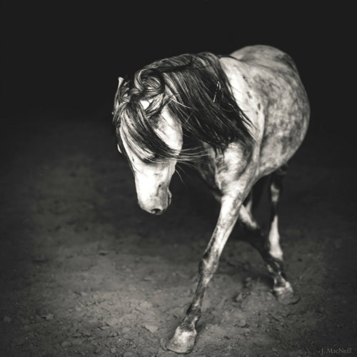  serendipitous by Jennifer MacNeill Via Flickr: Welsh pony 