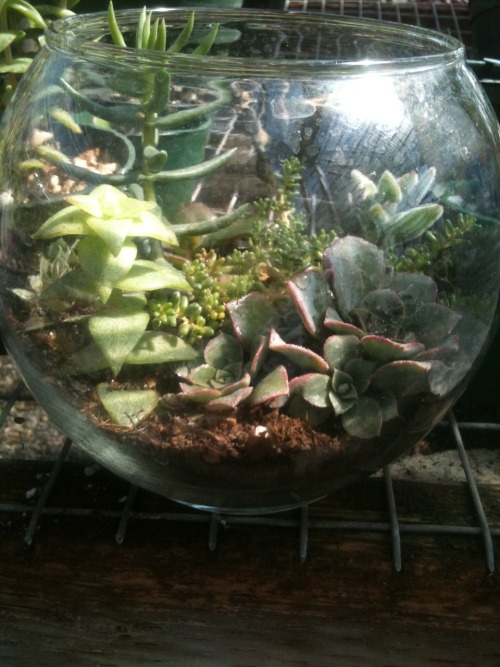 Sex jadetheflower:  I made a terrarium. it’s pictures