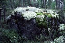 Pieni hurjapää,kapusi korkeimmat vuoret ja laski jyrkimmät mäet.Ei siksi että oli rohkea,vaan siksi, ettei uskaltanut pelätä. The little dare-devil,climbed the highest mountains,and went down the steepest hills.Not because he was brave,but because