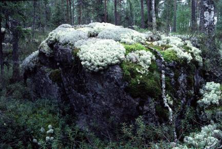 Sex Pieni hurjapää,kapusi korkeimmat vuoret pictures