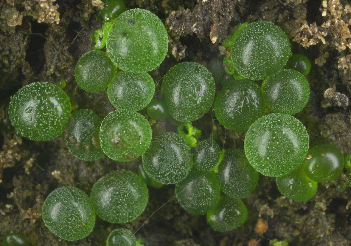 Почвенные водоросли. Botrydium granulatum. Ботридиум водоросль. Botrydium granulatum-шаровидная водоросль. Ботридиум зернистый.
