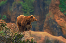 nubbsgalore:photos by (click pic)  aranka delina janné, iratxe zorrilla and marina cano from cabarceno wildlife park 