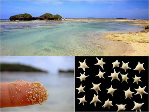  Hidden away on the remote island of Iriomote in Okinawa Prefecture, Japan, you can find the small b