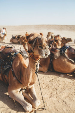 thelavishsociety:  Hi Camel by My Name is Yeh | LVSH