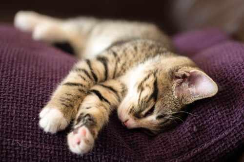 mostlycatsmostly:Sleepy Skittle (by incognitomip)