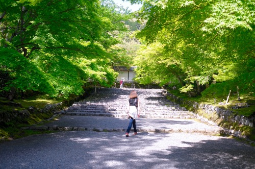 jasmine7031: Giou-ji Temple　（祇王寺） moss gardenwww.giouji.or.jp/enAfter a rainfall, when the ga