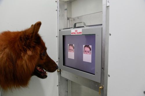 theverge:  PSA: science has officially confirmed what we already know, that dogs can tell the difference between angry and happy human faces.