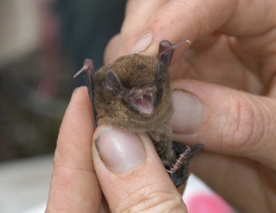 switch:switch:i love when very small bats open their mouths real big and it takes