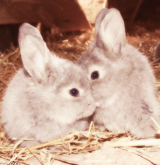 balfie:  The things i love most | Bunnies 