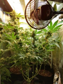 fastestslothalive:  My small growbox, under 260 watts of t-neon, week 6 flower :-) peace!http://romkeeh.tumblr.com/