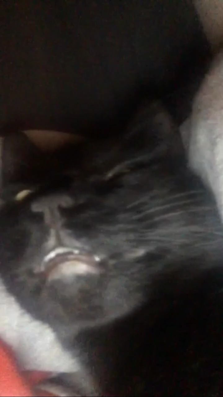 unflatteringcatselfies:  This is goose and I would say these photos are quite flattering