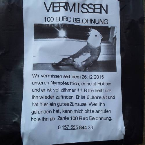 Ein #Nymphensittich Wird #vermit - In #Dortmund #Nordstadt #Hafen #44147 #Fredenbaum #Klinikum - Vielleicht