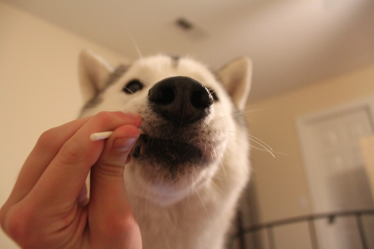 southernsnowdogs:  You dingus, you’re supposed to lick it. 