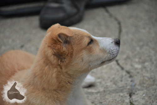 puppyrazzi