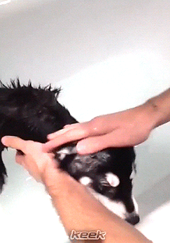 nananarry:  Liam and Dani giving Loki his first bath - 29/03 
