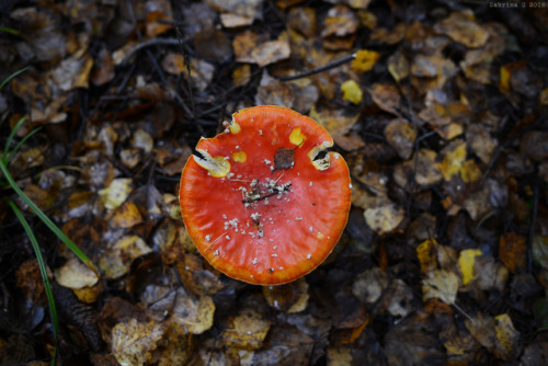 amanita muscaria