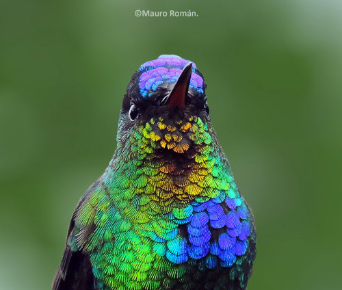 crossconnectmag: Vivid Hummingbird Close-ups Reveal Their Incredible BeautyWhen it comes to birds, t