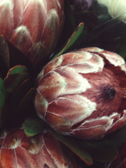 found flora of today | 20.03